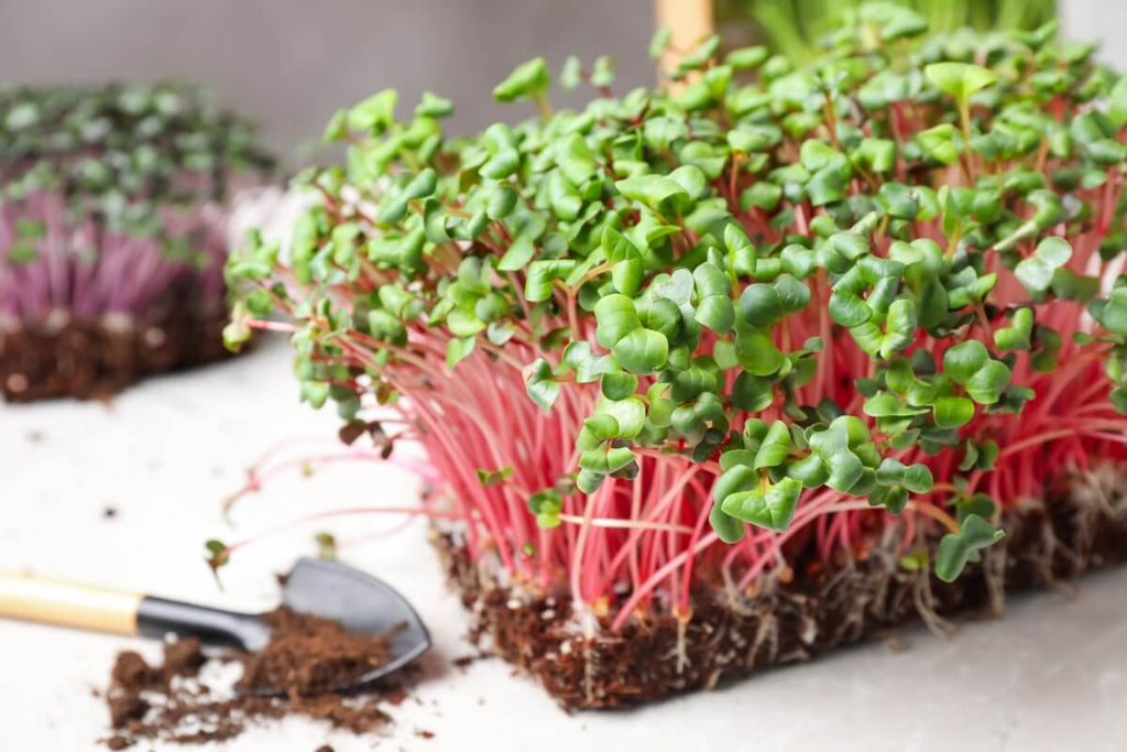 Microgreen Seeds