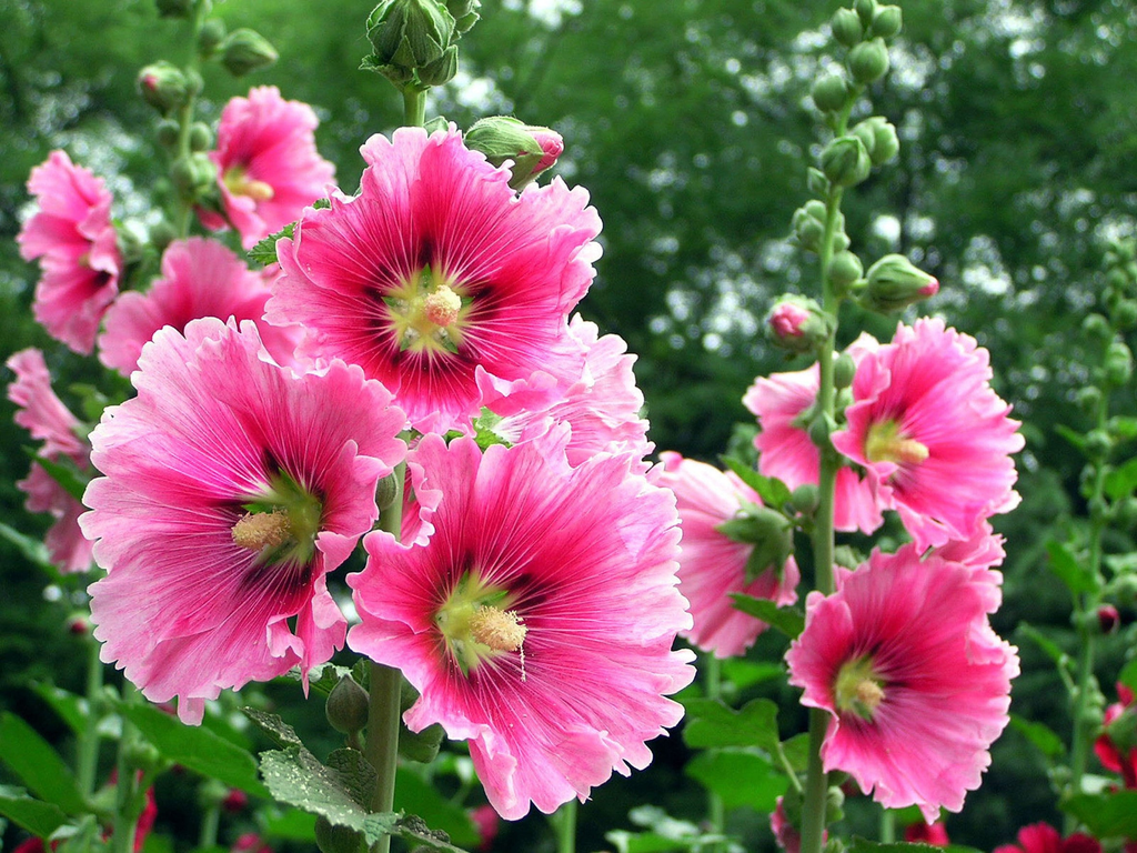 Flower Seeds