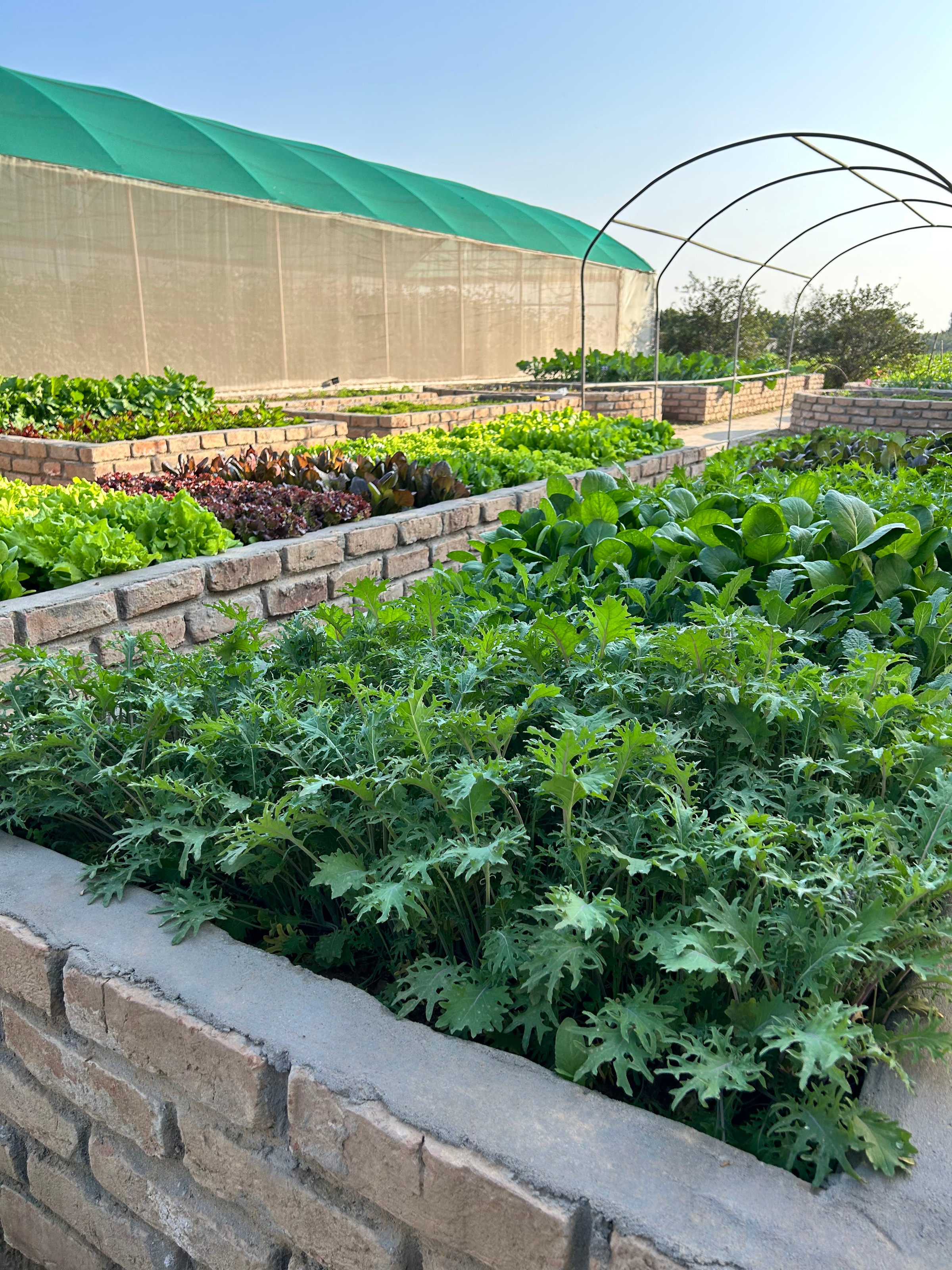Shop Vegetable Seeds