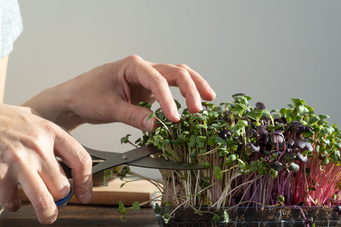 Harvesting fresh microgreens at home