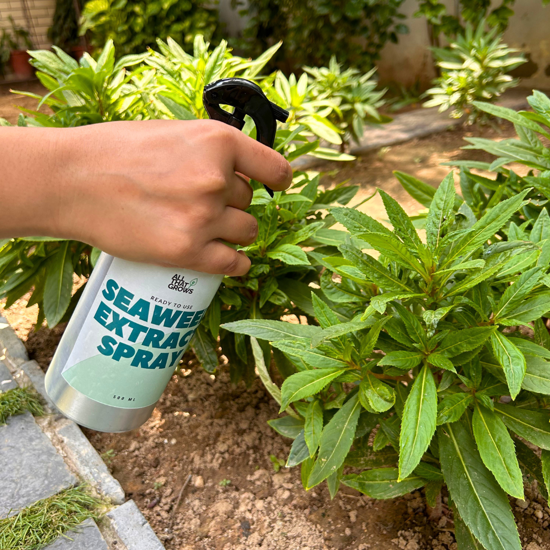seaweed spray for garden Ready-to-Use Seaweed Extract Spray 500 ml