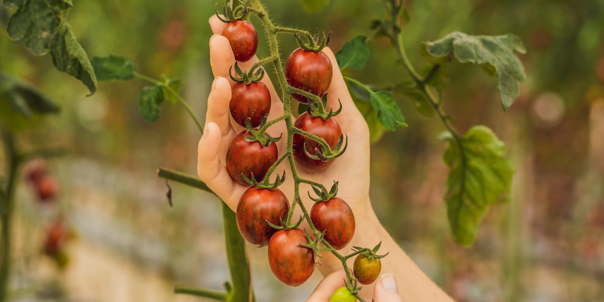 New to gardening beginner guide