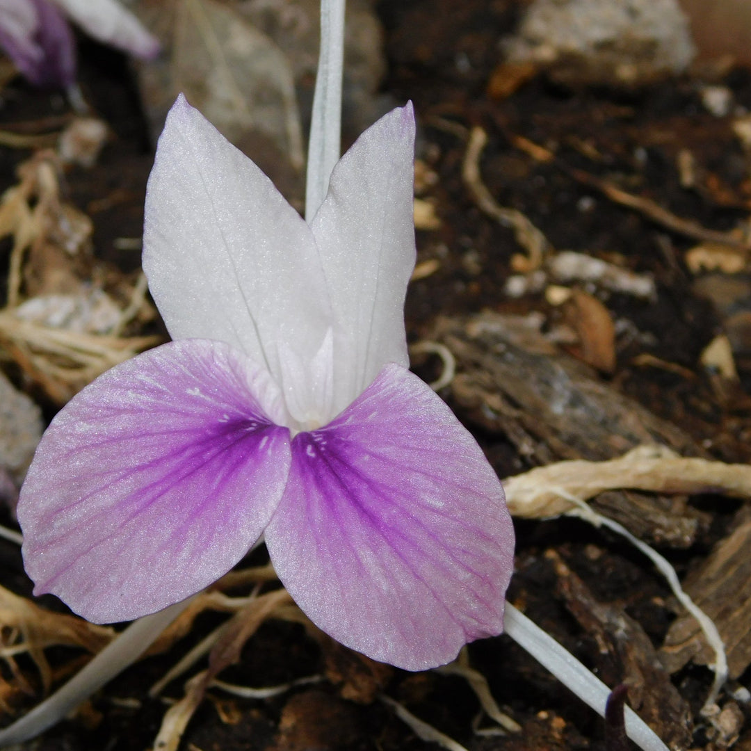 Kaempferia Rotunda Bulbs