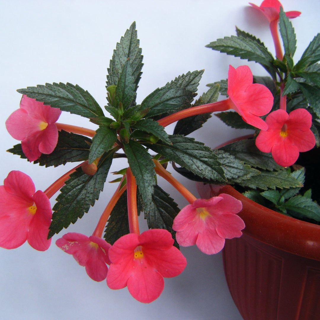 Achimenes Red Bulbs