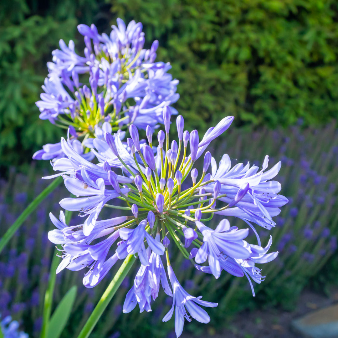 Agapanthus Blue Bulbs