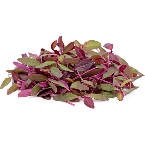 Amaranthus Red Microgreen Seeds-1