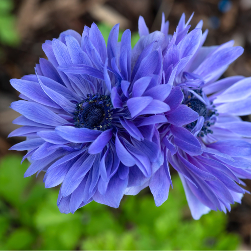 Anemone Lord Lieutenant Bulbs-1