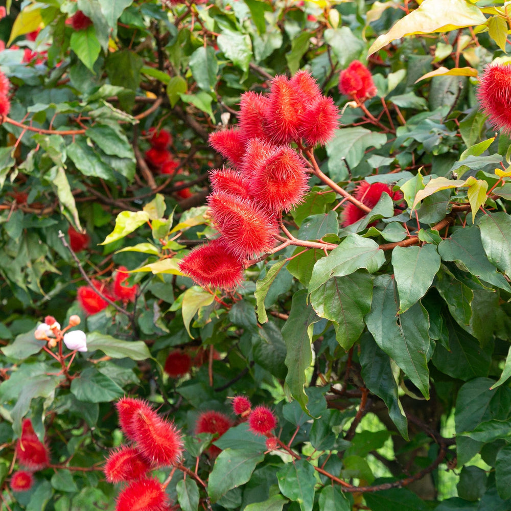 Annatto Seeds-2