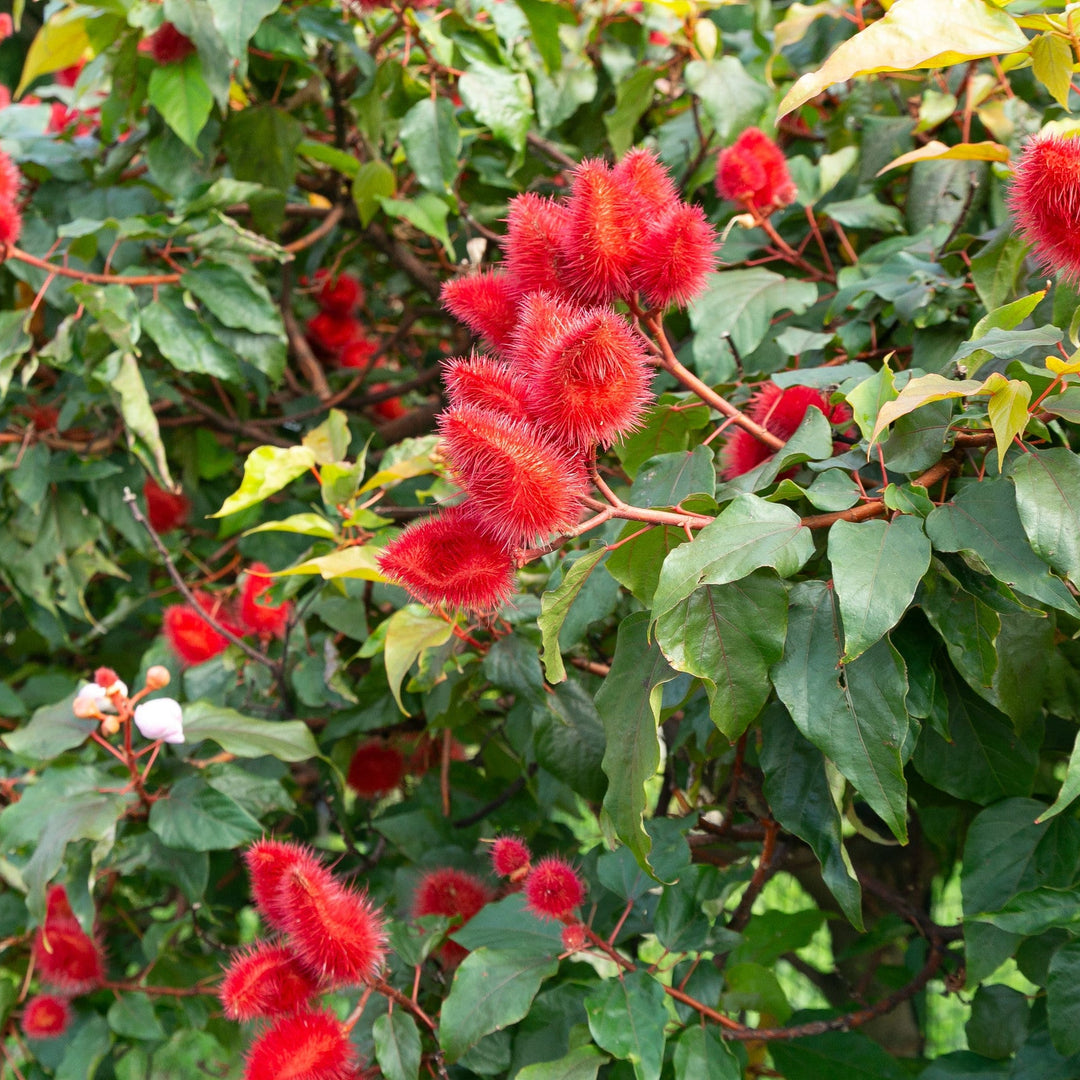 Annatto Seeds-2