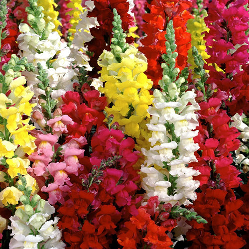 Antirrhinum Dwarf Mixed Seeds-1