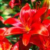 Asiatic Lily Red Flower Bulbs