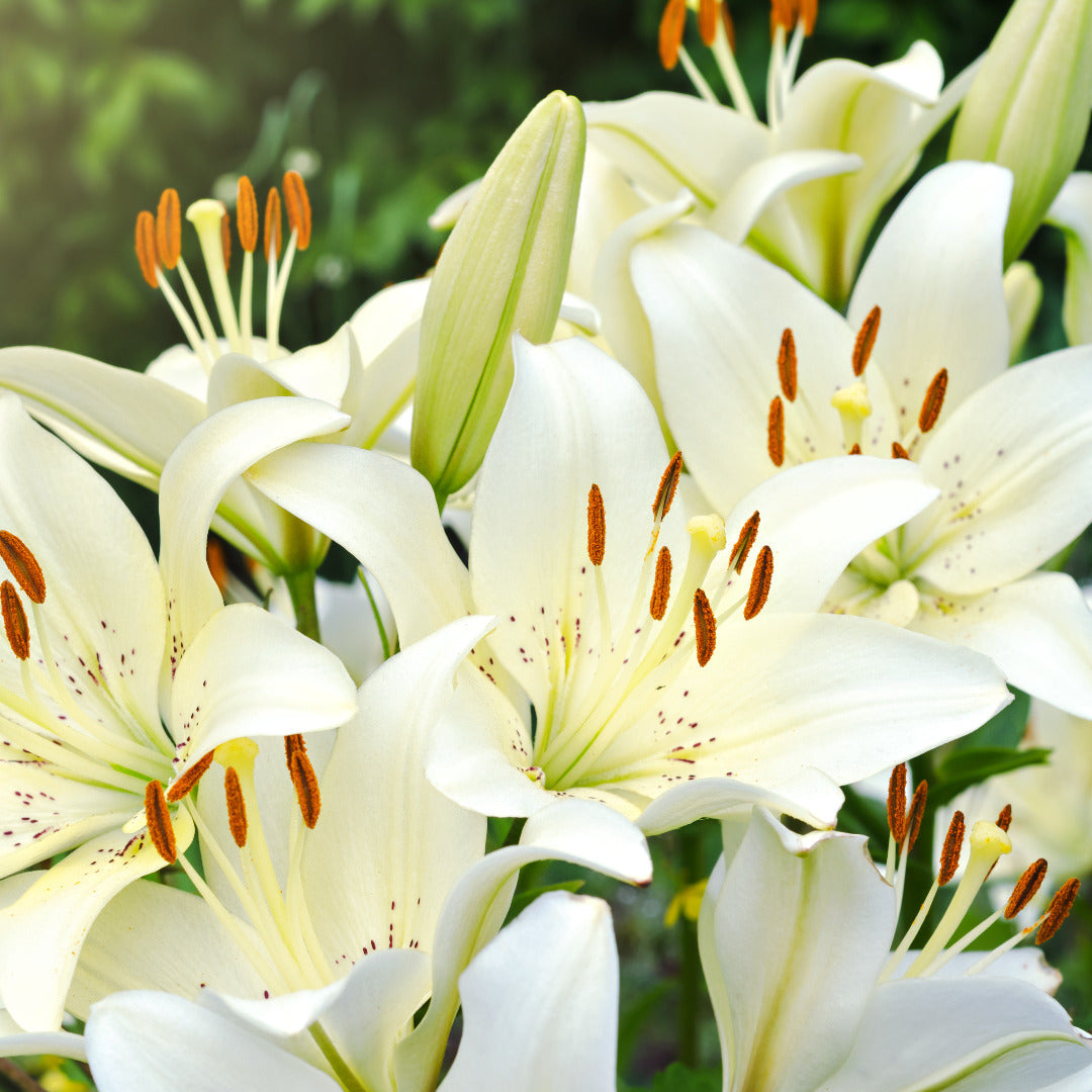 Buy 5-Pack Bulbs of Asiatic Lily White Flowers | AllThatGrows