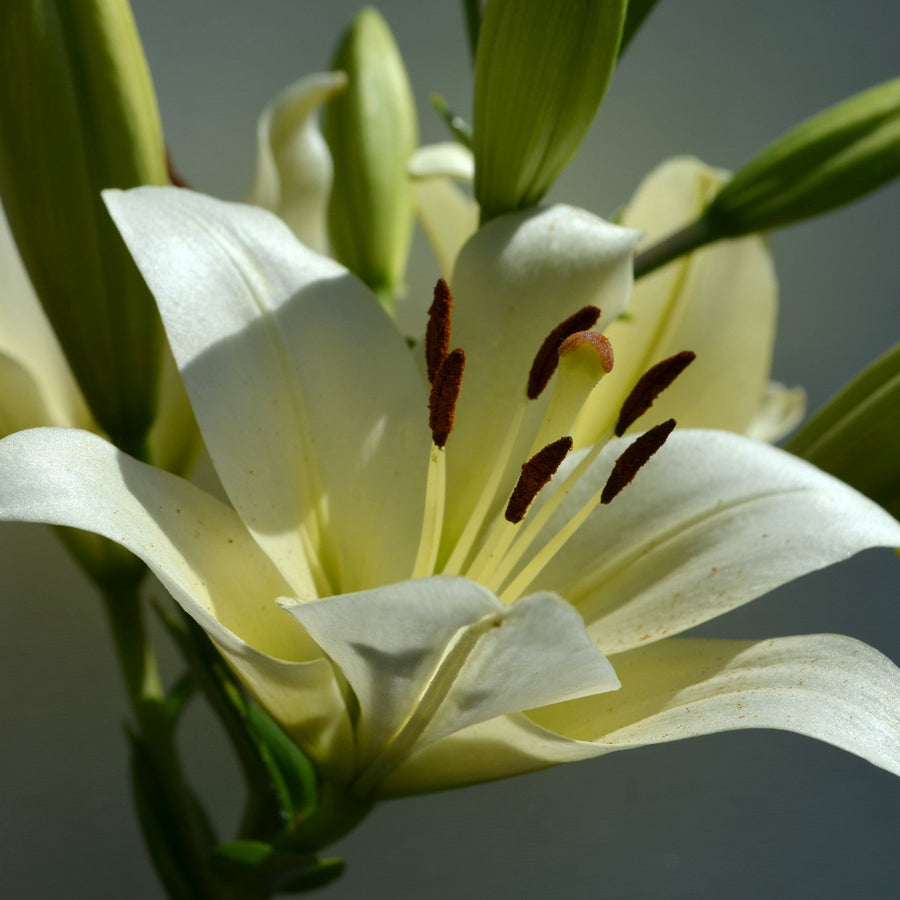 Asiatic Lily Cream Flower Bulbs