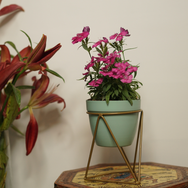  Azure Goldsky Desk Planter
