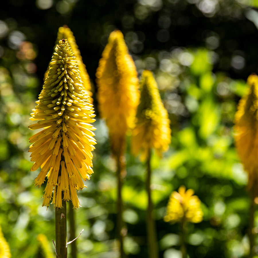 Bee's Lemon Torch Lily Bulbs