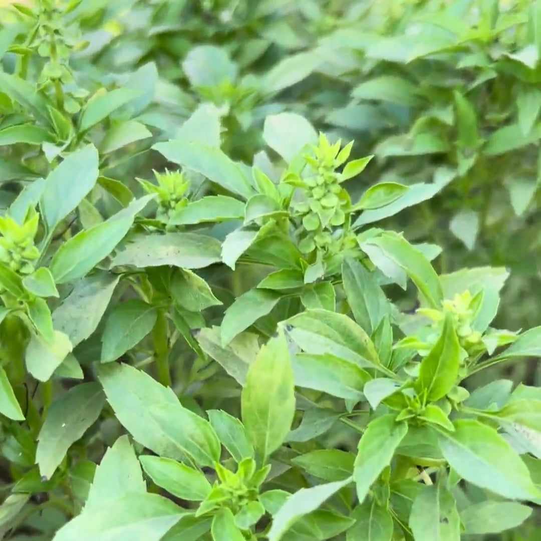 Basil Greek Ball Seeds