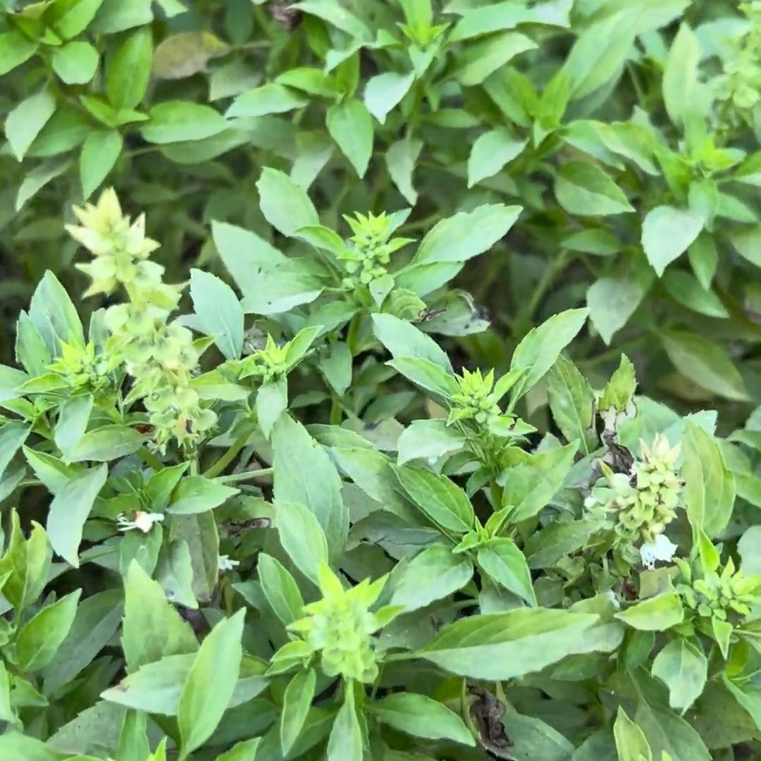 Basil Greek Ball Seeds