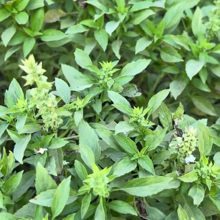 Basil Greek Ball Seeds