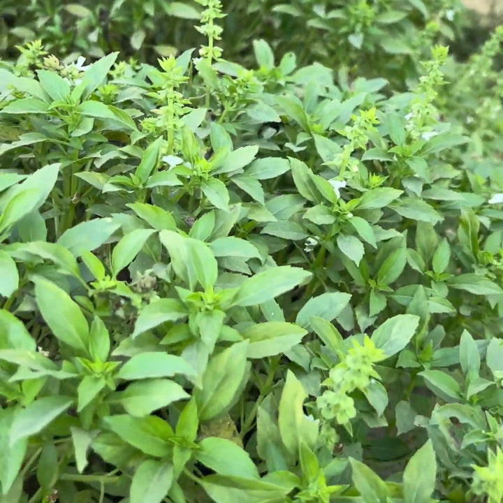 Basil Greek Ball Seeds