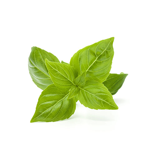 Basil Green Seeds-1
