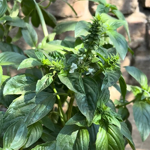 Basil Green Seeds-3