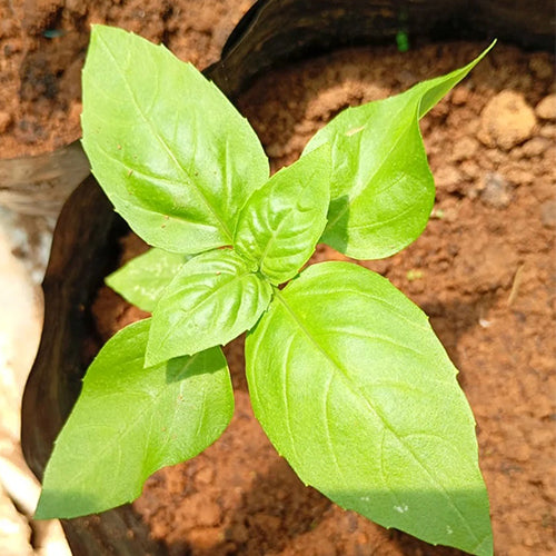 Basil Green Seeds-4