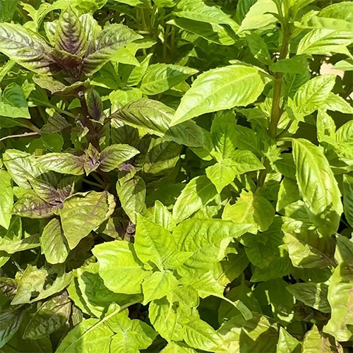 Basil Green Seeds-5