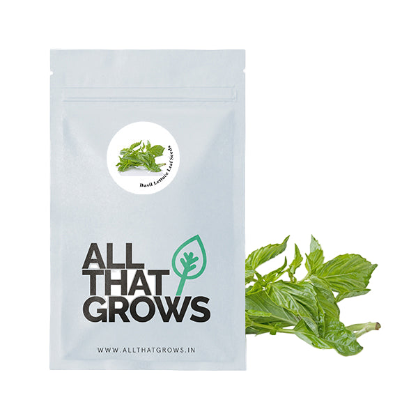 Basil Lettuce Leaf Seeds