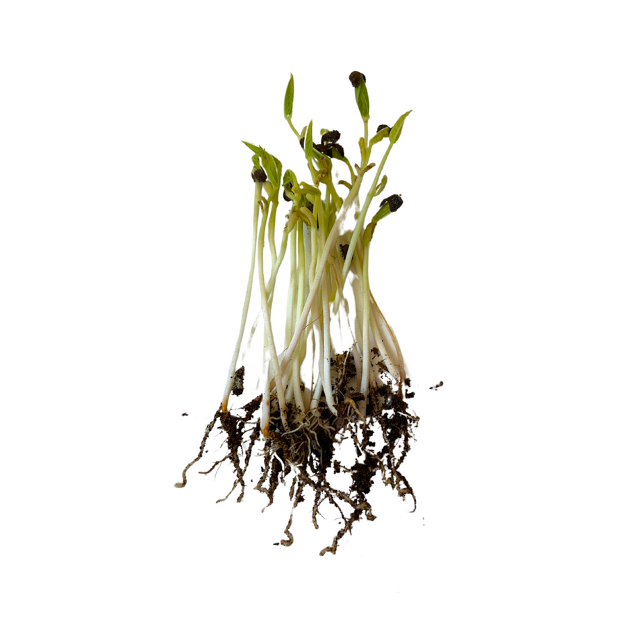 Black Gram (Kaali Urad) Microgreen Seeds