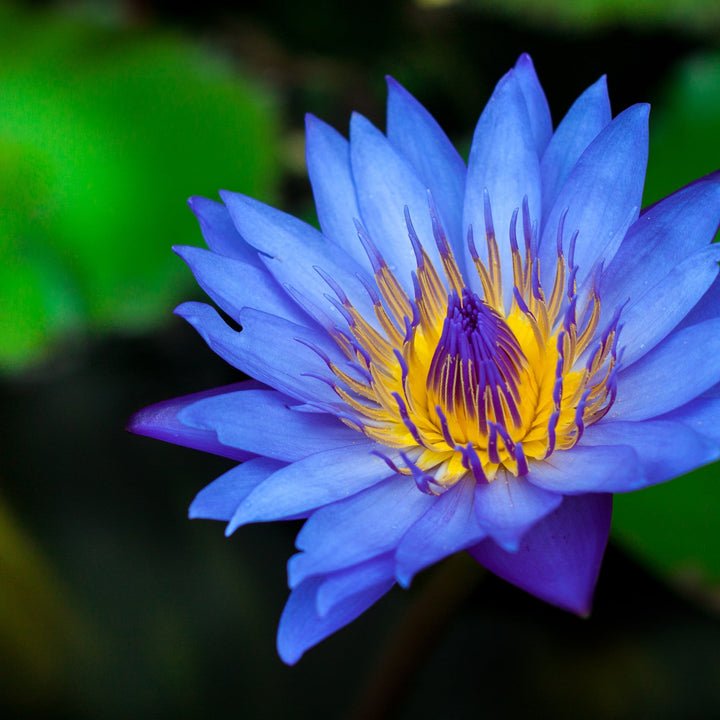 Blue and White Lotus Bulbs