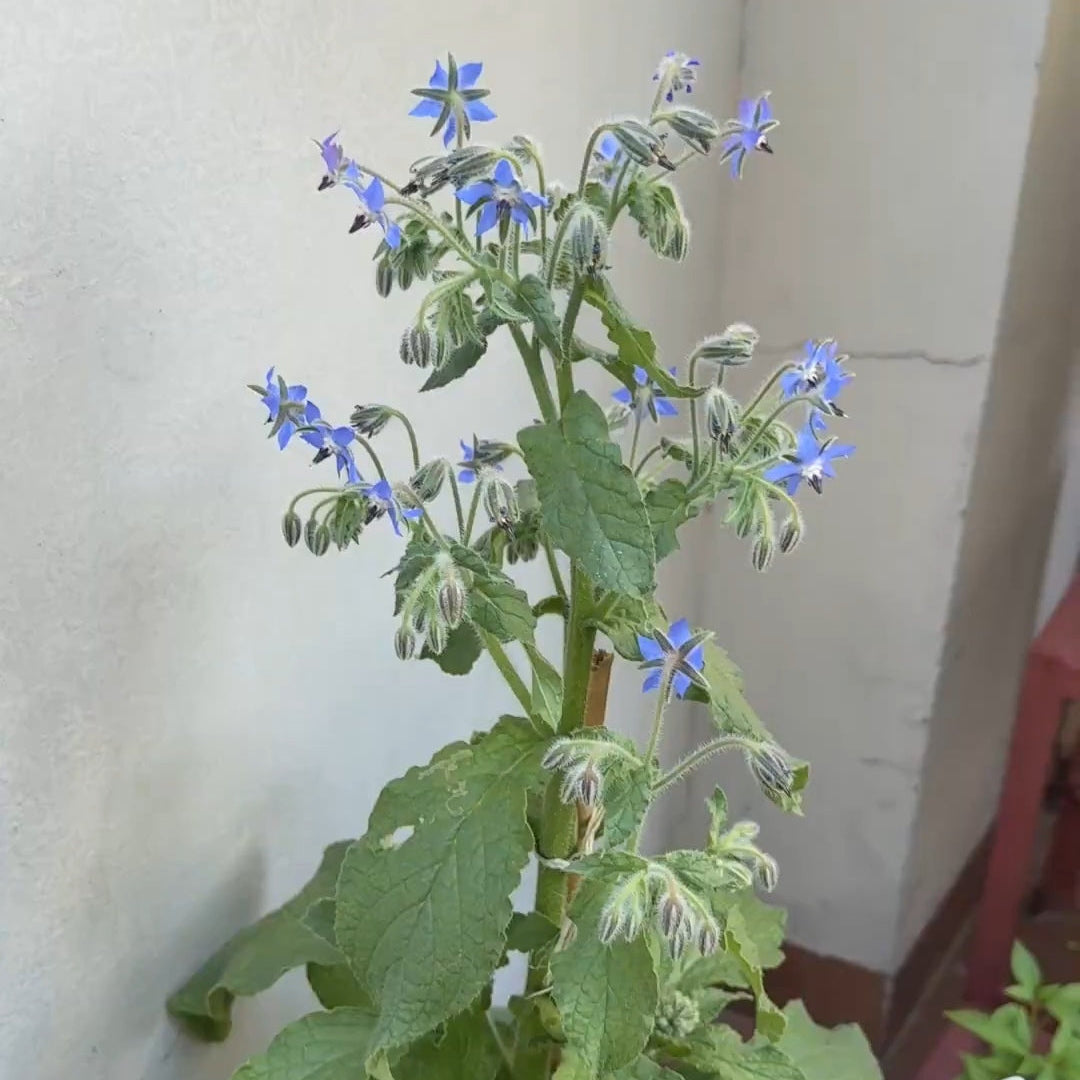 Borage Seeds