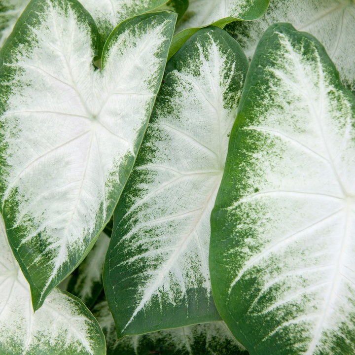 Caladium Aaron Bulbs