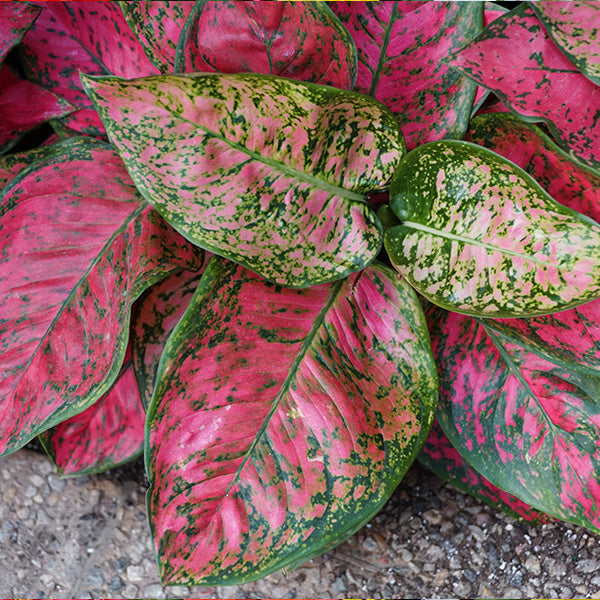 Buy Caladium Pink Bulbs Online Vibrant and Versatile Garden Plants