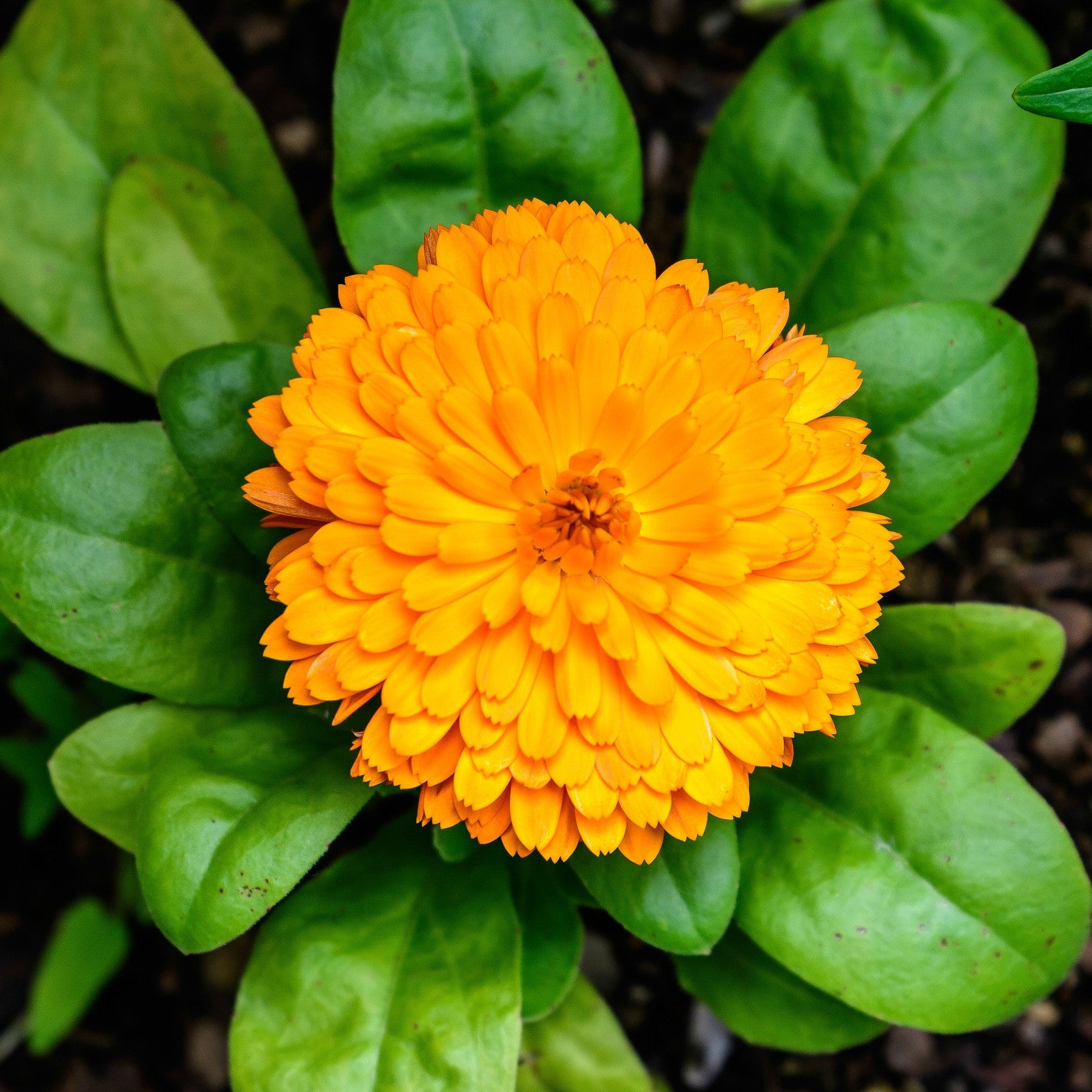 Caleng Flower Calendula Ball’s Orange Flower Seeds – Bright Garden Blooms – AllThatGrows