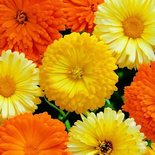 Calendula Officinalis Gitana Mixed Seeds-1