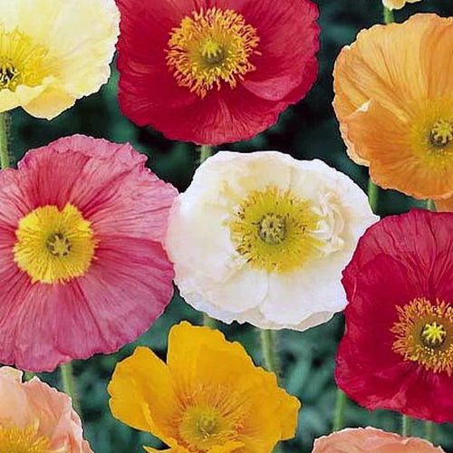 California Poppy Mixed Seeds-1