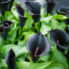 Calla Lily Black Bulbs