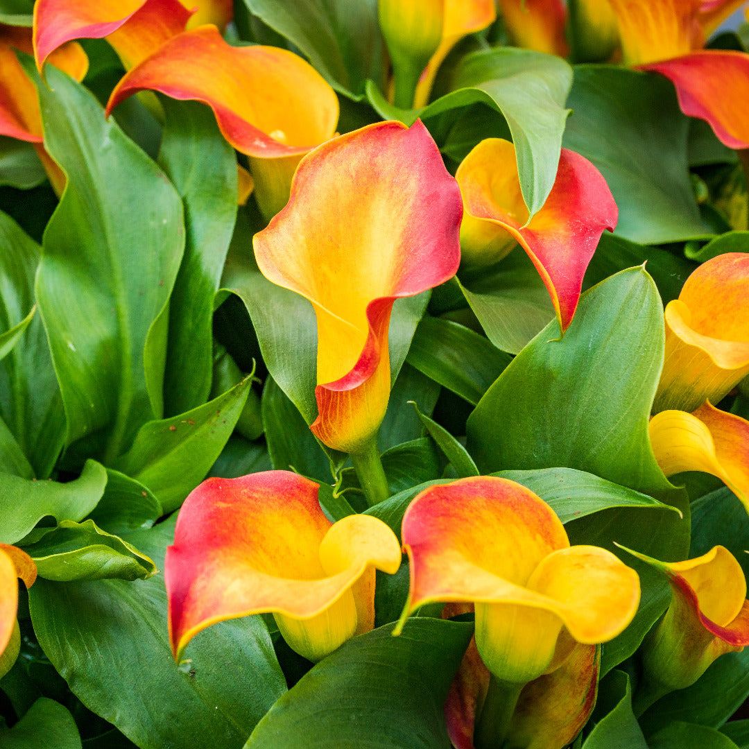 Calla Lily Double Orange Bulbs