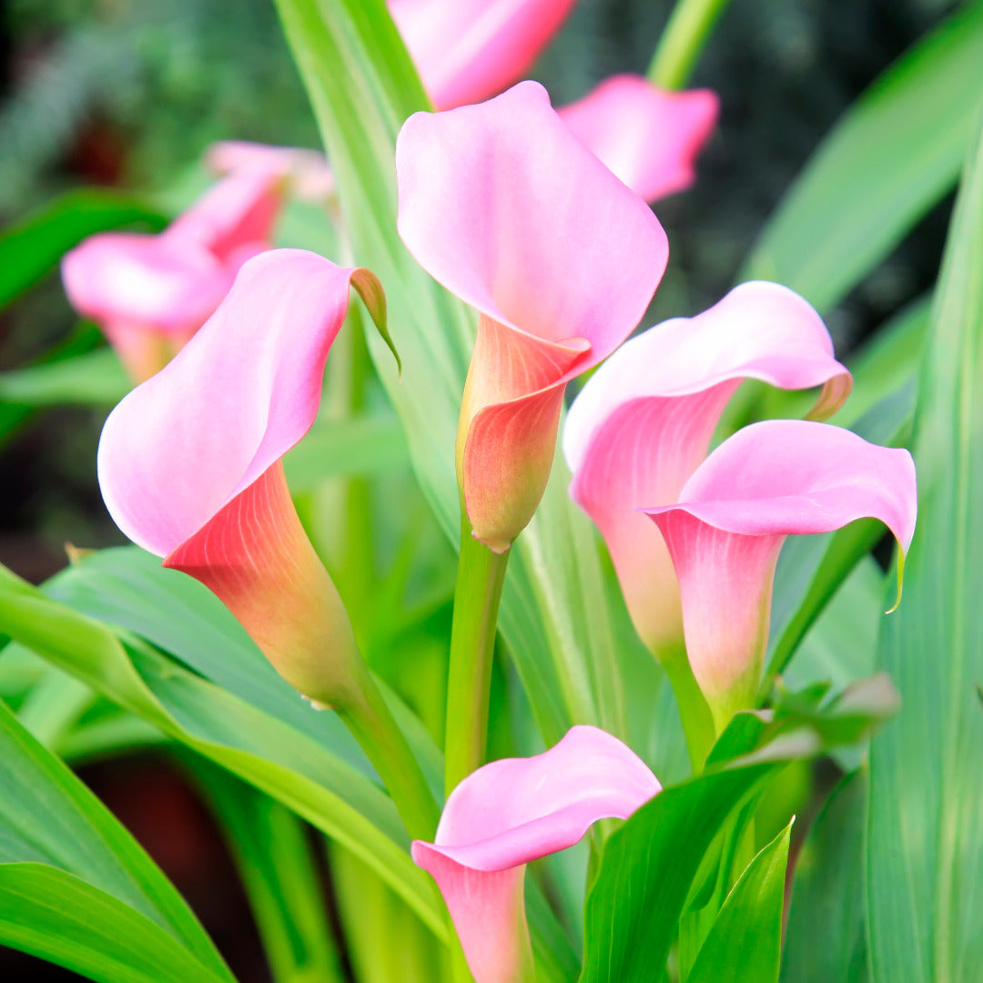 Exquisite Calla Lily Light Pink Bulbs for Your Garden | Set of 5 bulbs ...