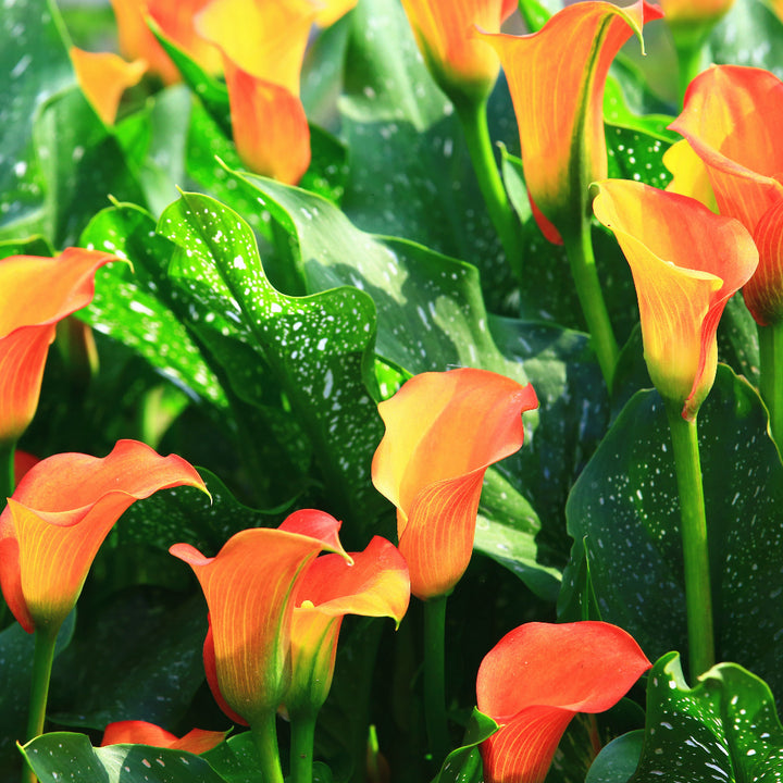 Calla Lily Orange Bulbs