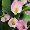 Calla Lily Pink Bulbs