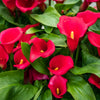 Calla Lily Red Bulbs