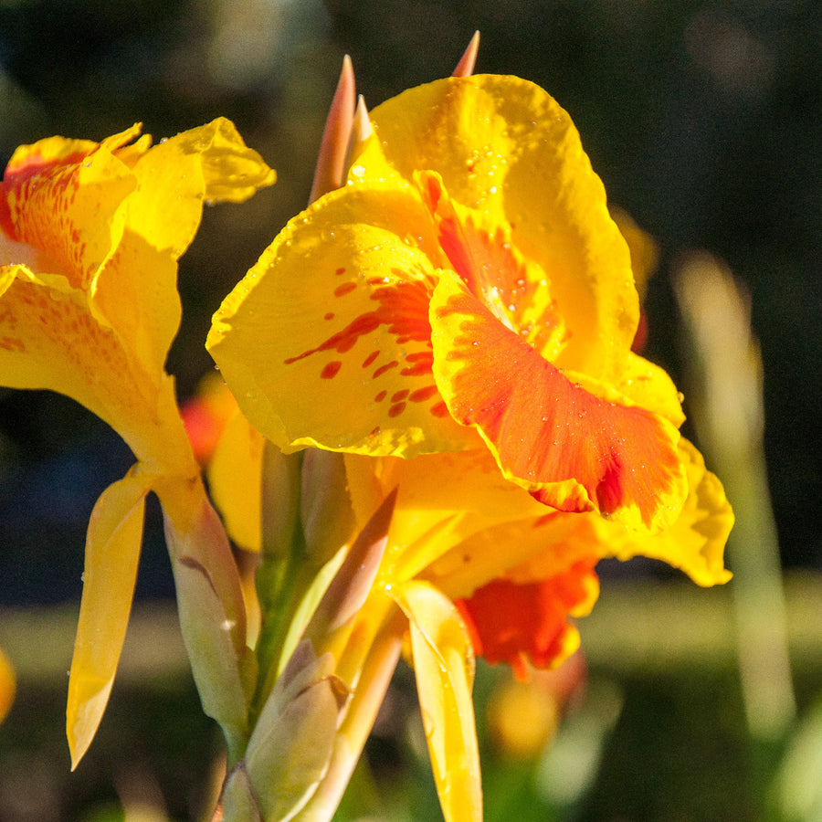Canna Tiger Bulbs