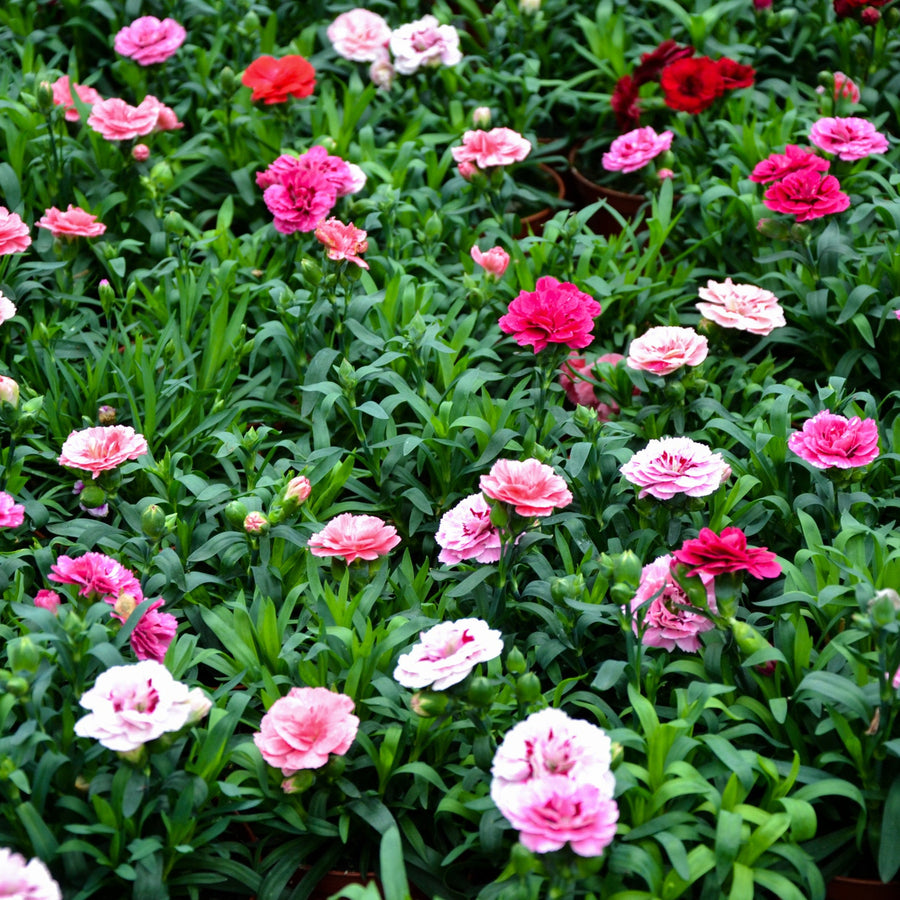Carnation Mix Flower Seeds