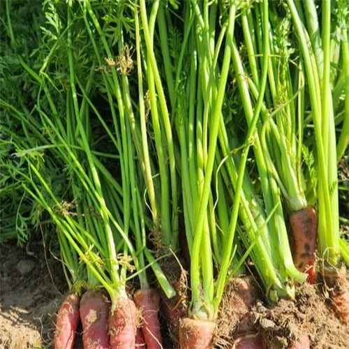 Carrot Red Seeds-3