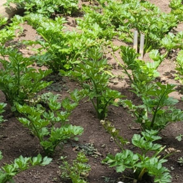 Celery Seeds