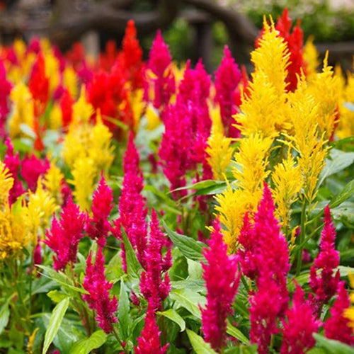 Celosia Plumosa Forest Fire Dwarf Flower Seeds-1
