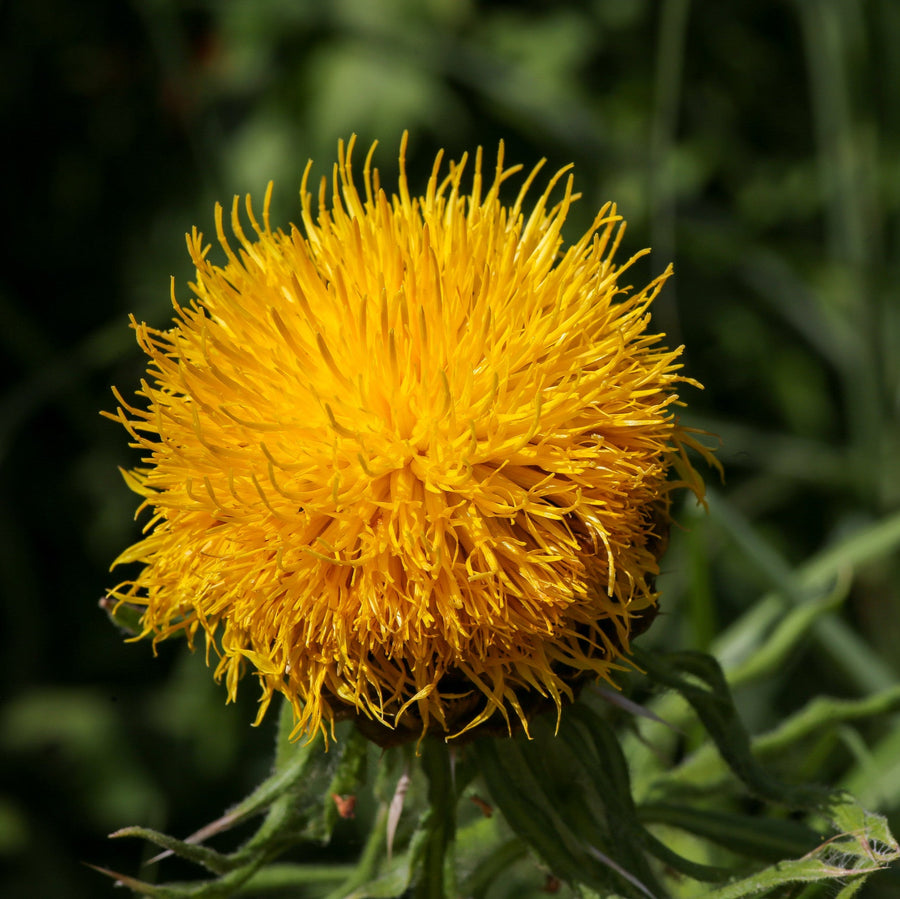 Centaurea Yellow Flower Seeds