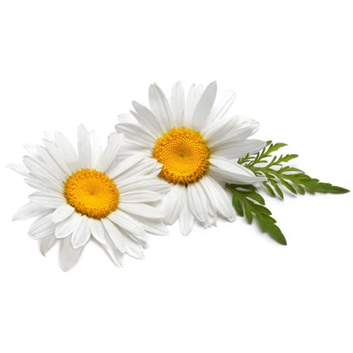 Chamomile Blossoms-1