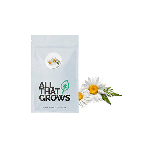 Chamomile Blossoms-2